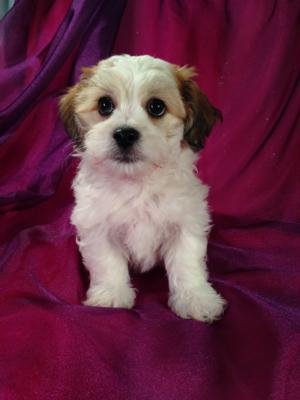 Male Lhasa Bichon Teddy bear Puppy for sale|Teddy bear Breeders Located in Iowa with Puppies ready Now!
